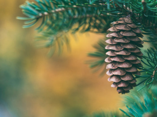 How to have a Sustainable Christmas?